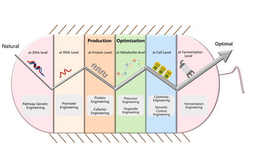 天科大现代酿造技术团队在酵母代谢工程领域取得重要研究进展